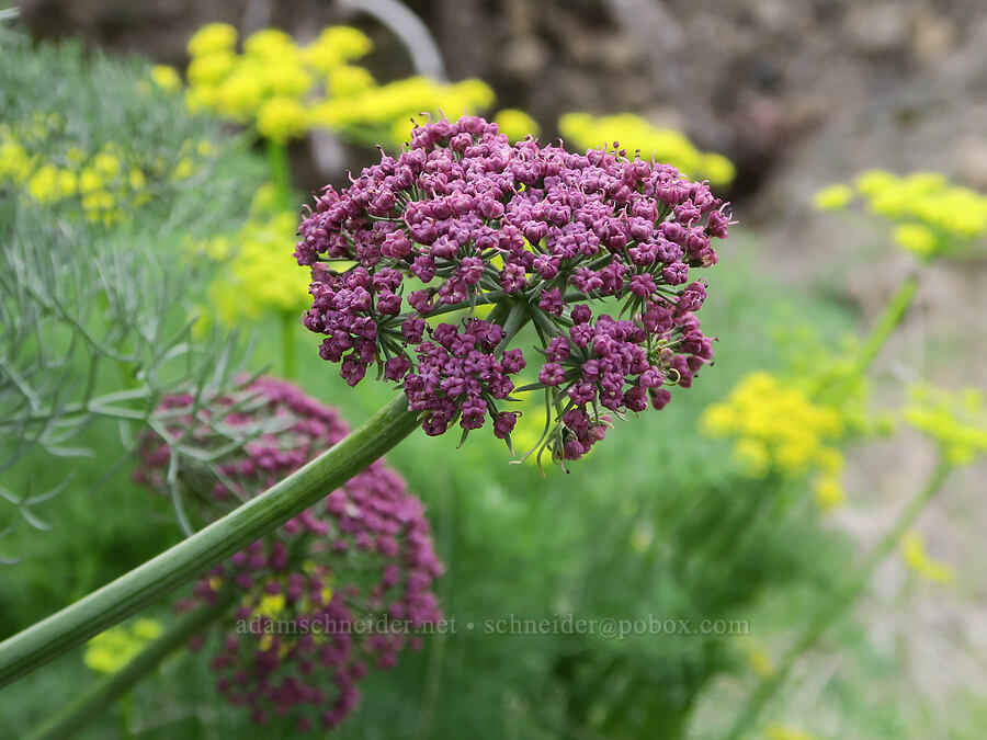 Columbia & Klickitat desert parsleys (Lomatium columbianum, Lomatium klickitatense (Lomatium grayi)) [above Hewett Lake, Gifford Pinchot National Forest, Klickitat County, Washington]