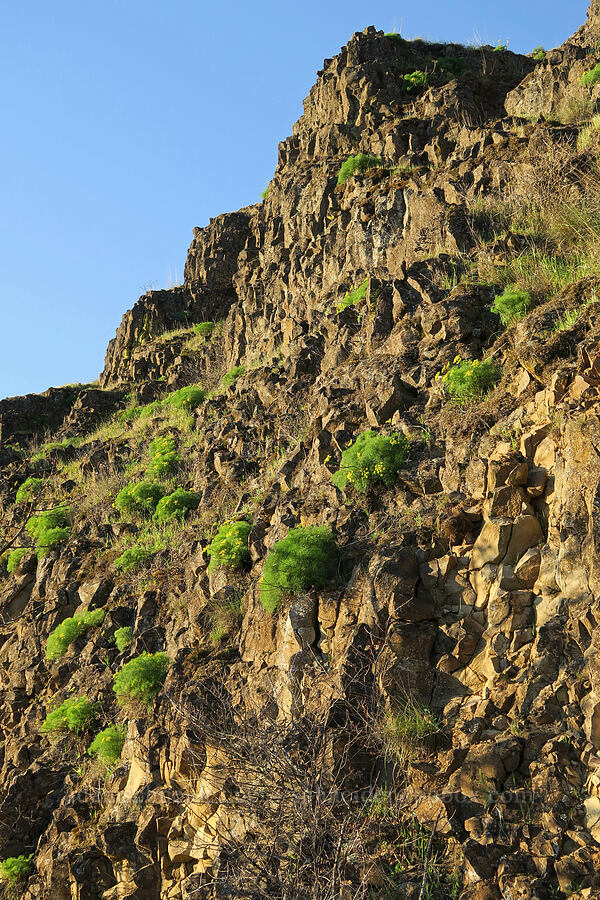 Klickitat desert parsley on a cliff (Lomatium klickitatense (Lomatium grayi)) [above Hewett Lake, Gifford Pinchot National Forest, Klickitat County, Washington]