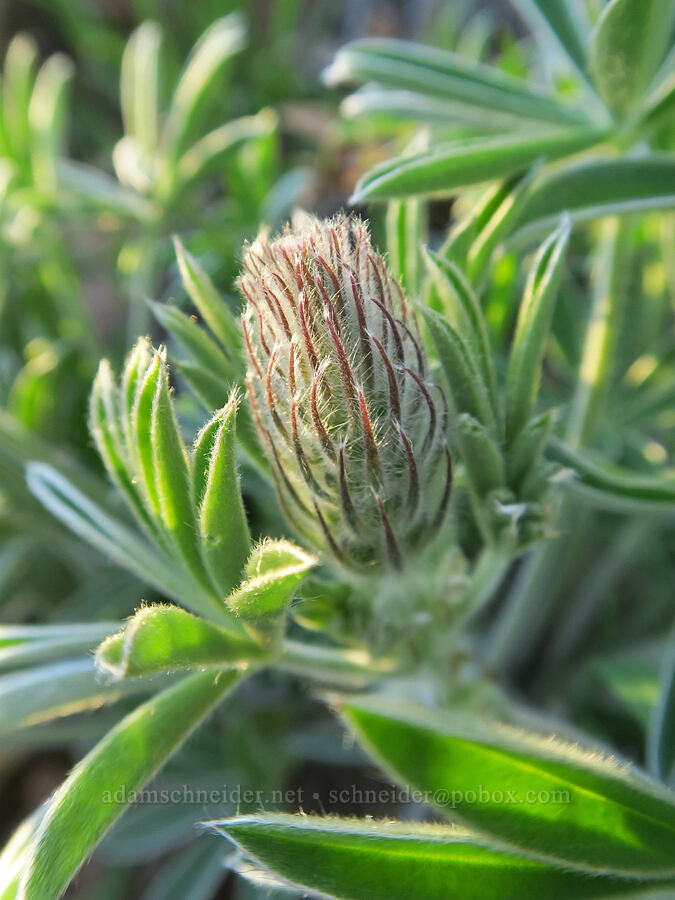 lupine, budding (Lupinus sp.) [above Hewett Lake, Gifford Pinchot National Forest, Klickitat County, Washington]