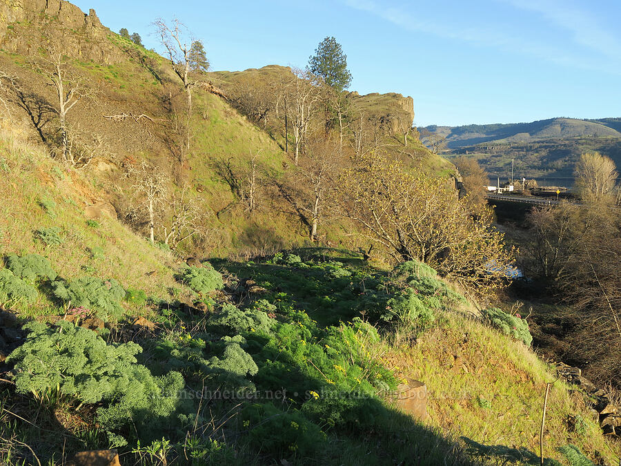 old road & desert parsley (Lomatium columbianum, Lomatium klickitatense (Lomatium grayi)) [above Hewett Lake, Gifford Pinchot National Forest, Klickitat County, Washington]