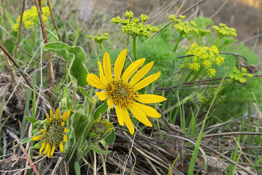 balsamroot & desert parsley (Balsamorhiza sp., Lomatium klickitatense (Lomatium grayi)) [above Hewett Lake, Gifford Pinchot National Forest, Klickitat County, Washington]