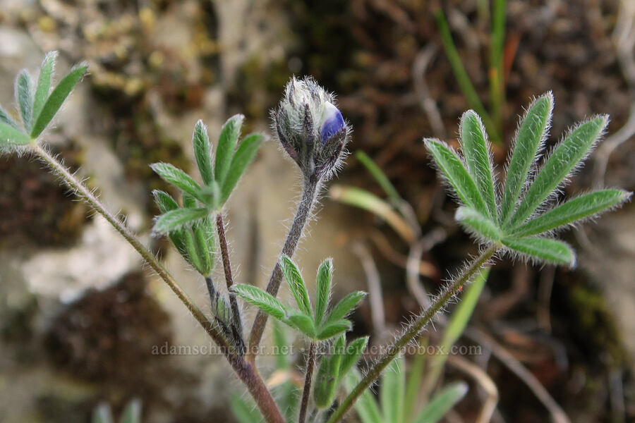 miniature lupine (Lupinus micranthus (Lupinus polycarpus)) [above Hewett Lake, Gifford Pinchot National Forest, Klickitat County, Washington]