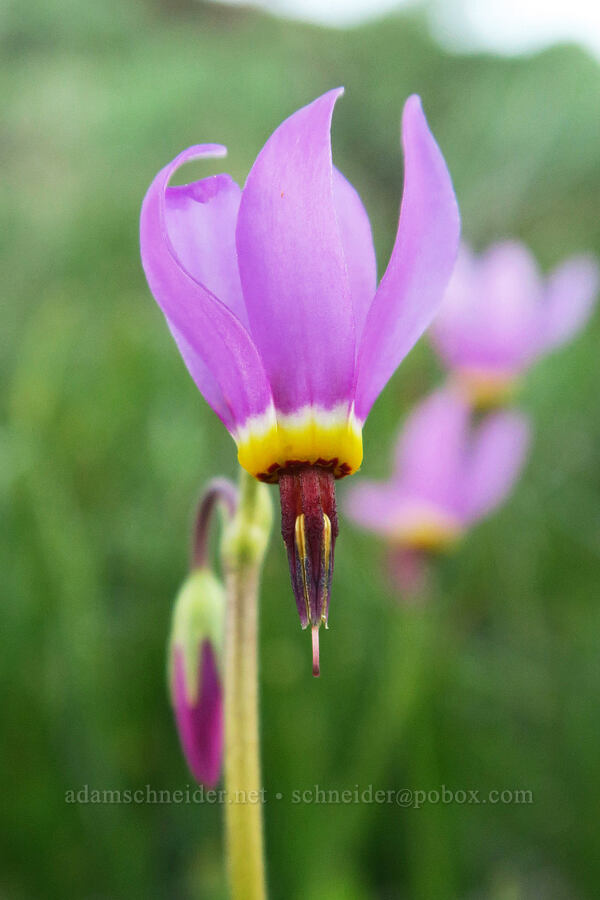 poet's shooting-star (Dodecatheon poeticum (Primula poetica)) [above Hewett Lake, Gifford Pinchot National Forest, Klickitat County, Washington]