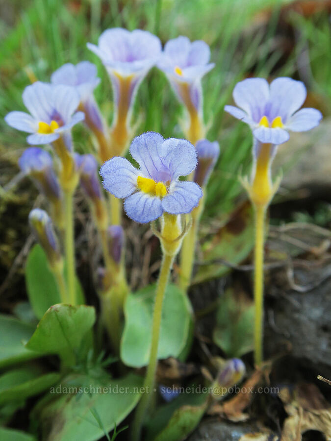 naked broomrape (Aphyllon purpureum (Orobanche uniflora)) [above Hewett Lake, Gifford Pinchot National Forest, Klickitat County, Washington]