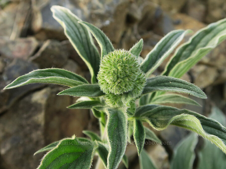 phacelia, budding (Phacelia sp.) [above Hewett Lake, Gifford Pinchot National Forest, Klickitat County, Washington]
