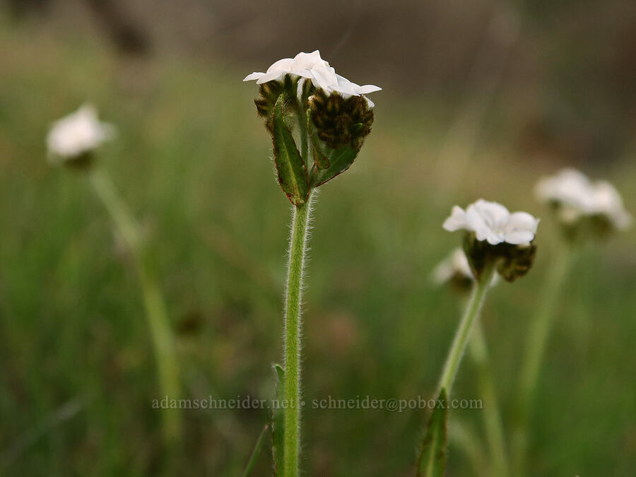 rusty popcorn flower (Plagiobothrys nothofulvus) [above Hewett Lake, Gifford Pinchot National Forest, Klickitat County, Washington]