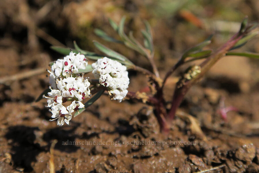 Gorman's desert parsley (Lomatium gormanii) [Mill Creek Ridge, Wasco County, Oregon]