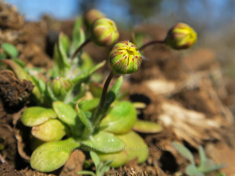 gold stars, budding (Crocidium multicaule) [Mill Creek Ridge, Wasco County, Oregon]