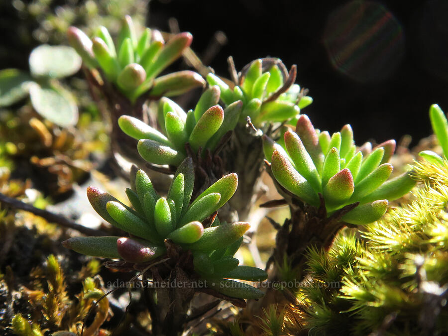 worm-leaf stonecrop leaves (Sedum stenopetalum) [Mill Creek Ridge, Wasco County, Oregon]