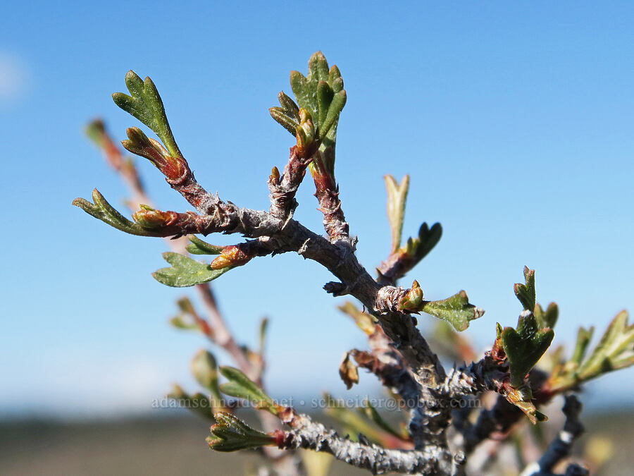 antelope bitterbrush leaf buds (Purshia tridentata) [Mill Creek Ridge, Wasco County, Oregon]