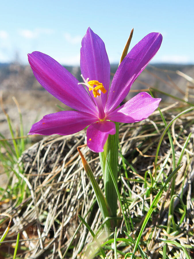 grass-widow (Olsynium douglasii) [Mill Creek Ridge, Wasco County, Oregon]