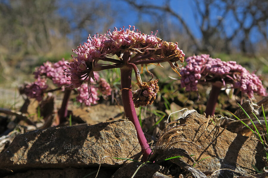 Columbia desert parsley (Lomatium columbianum) [Mill Creek Ridge, Wasco County, Oregon]