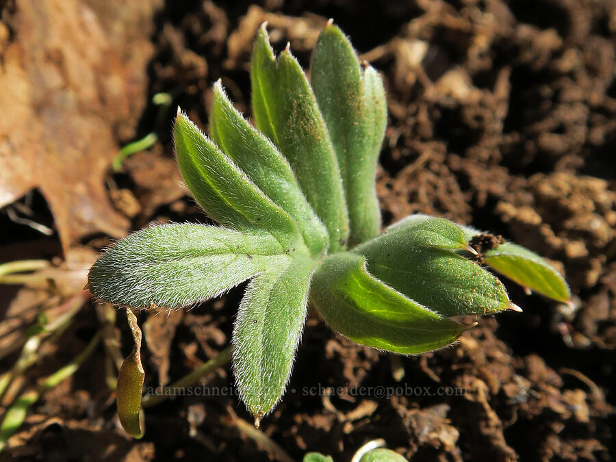 ball-head waterleaf leaf (Hydrophyllum capitatum) [Mill Creek Ridge, Wasco County, Oregon]