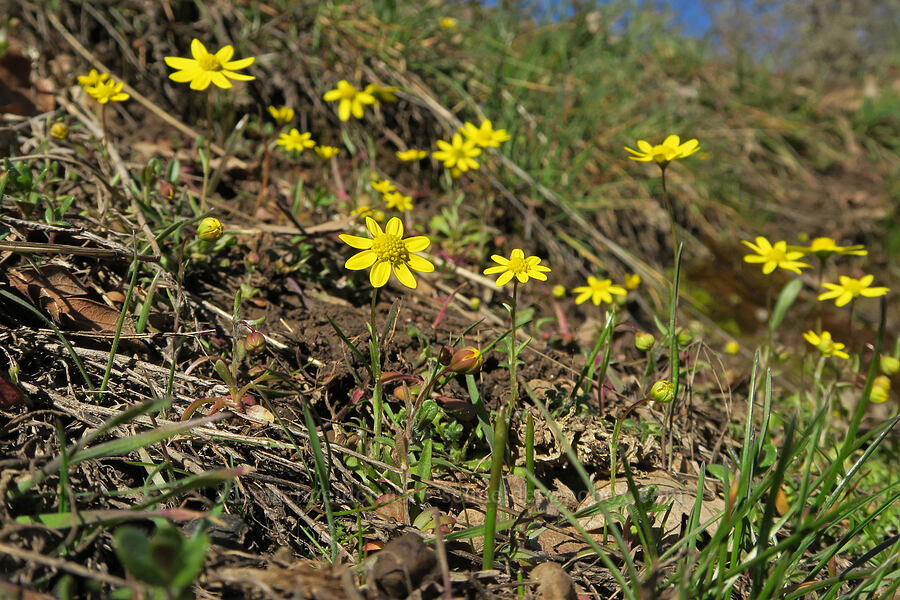 gold stars (Crocidium multicaule) [Upper Mill Creek Road, Wasco County, Oregon]