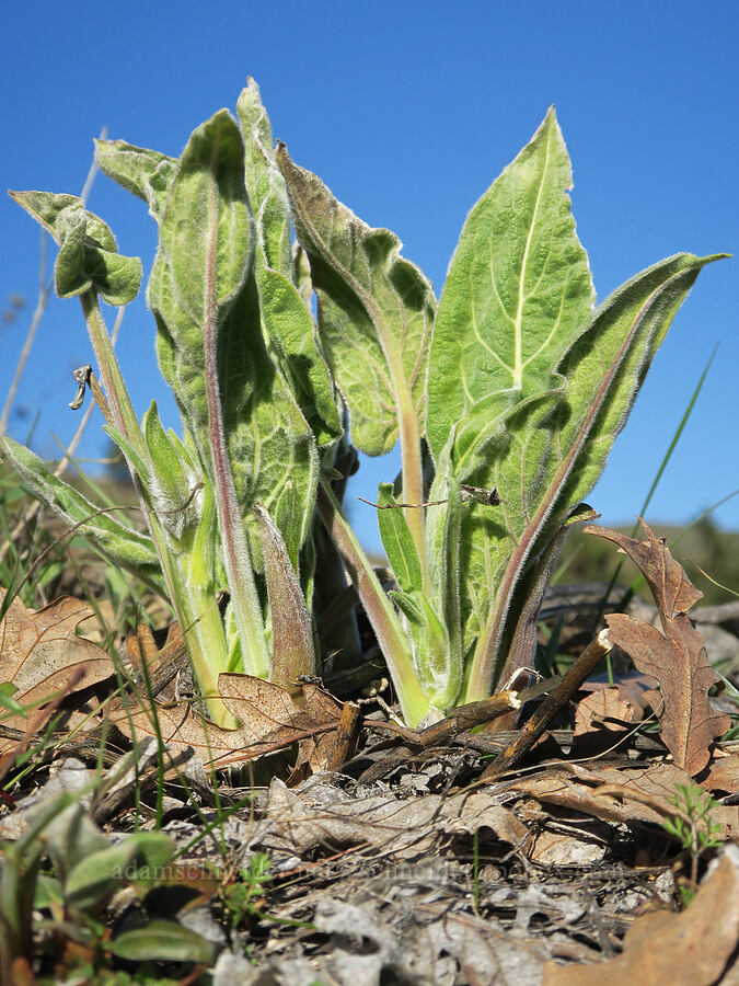 balsamroot shoots (Balsamorhiza sp.) [Mill Creek Ridge Preserve, Wasco County, Oregon]