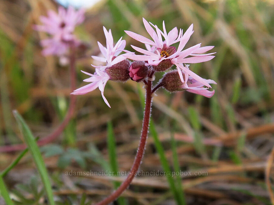 prairie stars (Lithophragma glabrum) [Mill Creek Ridge Preserve, Wasco County, Oregon]
