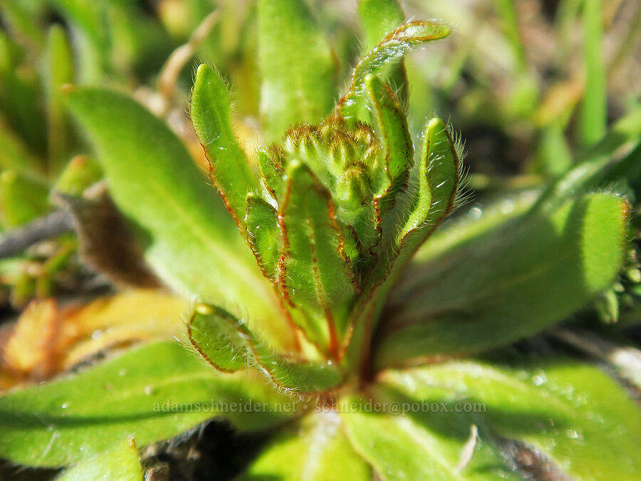 rusty popcorn flower, budding (Plagiobothrys nothofulvus) [Mill Creek Ridge Preserve, Wasco County, Oregon]