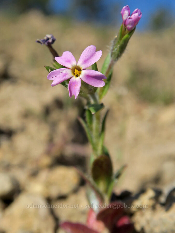 slender phlox (Microsteris gracilis (Phlox gracilis)) [Mill Creek Ridge Preserve, Wasco County, Oregon]