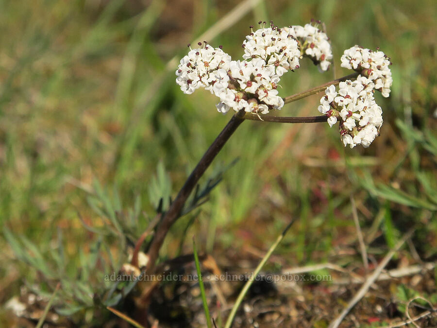 Piper's desert parsley (Lomatium piperi) [Mill Creek Ridge Preserve, Wasco County, Oregon]