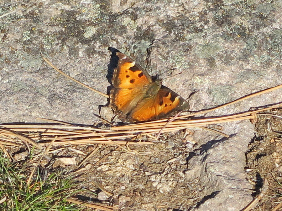 California tortoiseshell butterfly (Nymphalis californica) [Mill Creek Ridge Preserve, Wasco County, Oregon]