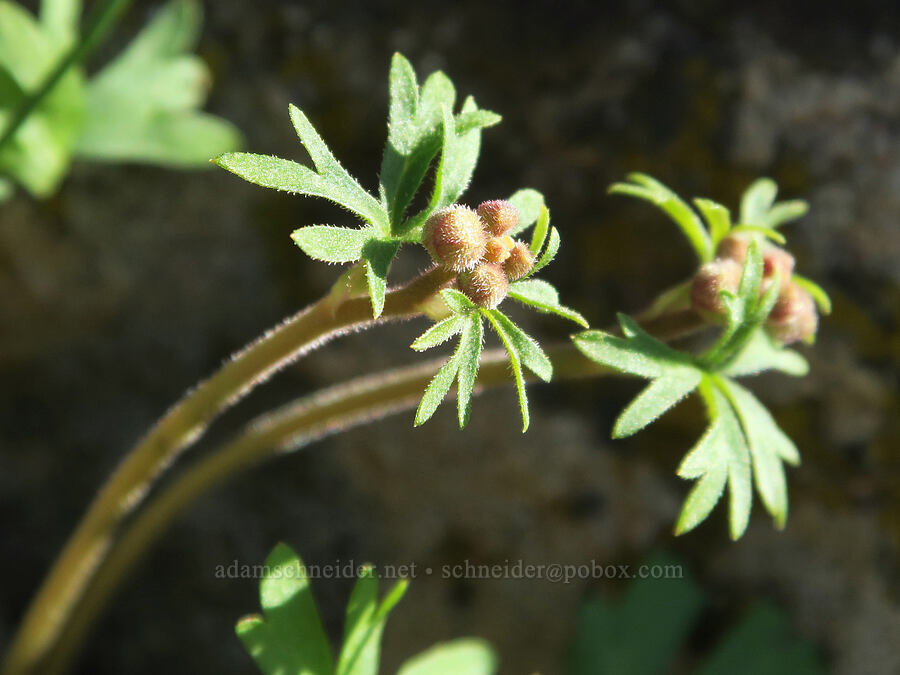 prairie stars, budding (Lithophragma glabrum) [Mill Creek Ridge Preserve, Wasco County, Oregon]