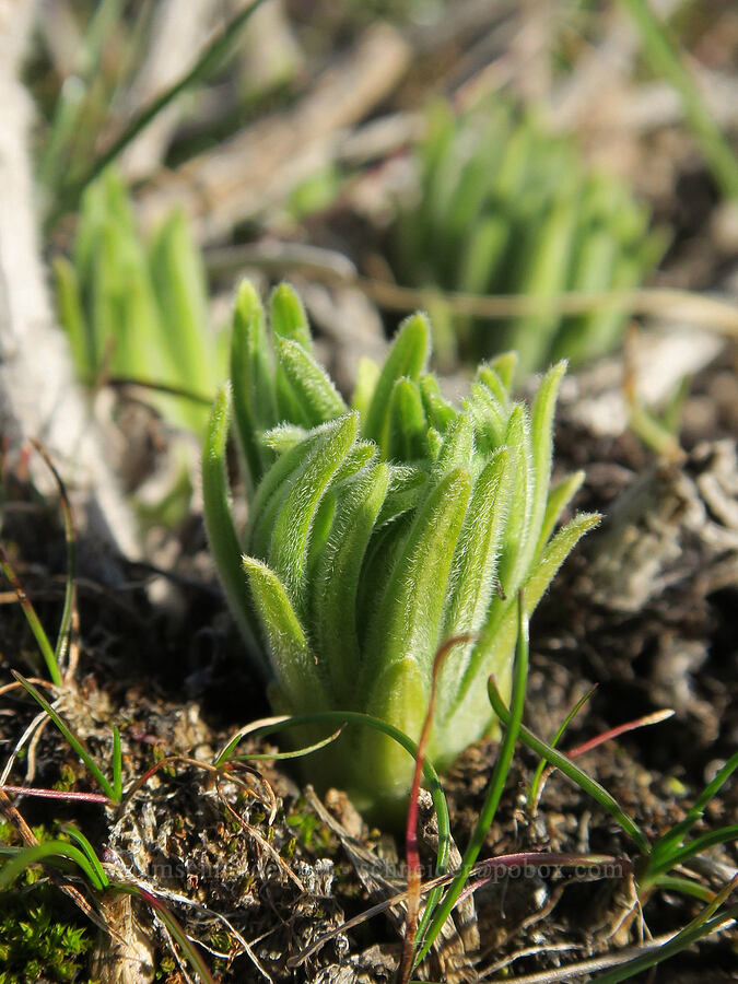 Columbia puccoon shoots (Lithospermum ruderale) [Mill Creek Ridge Preserve, Wasco County, Oregon]