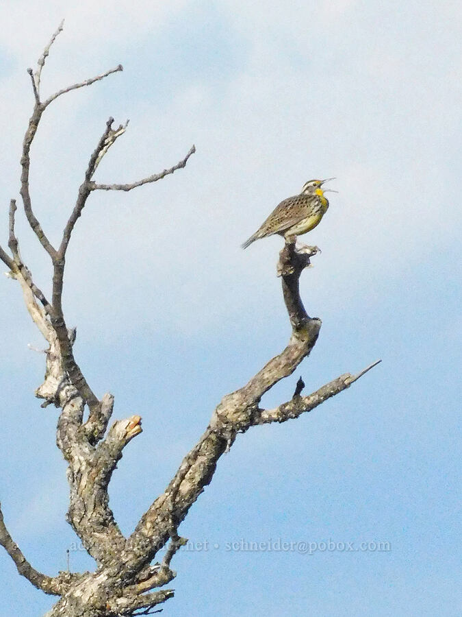 western meadowlark (Sturnella neglecta) [Mill Creek Ridge Preserve, Wasco County, Oregon]