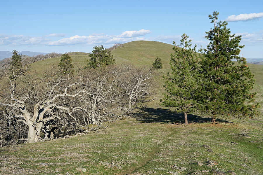 Peak 1504 [Mill Creek Ridge Preserve, Wasco County, Oregon]