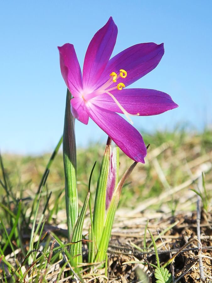 grass-widow (Olsynium douglasii) [Mill Creek Ridge Preserve, Wasco County, Oregon]