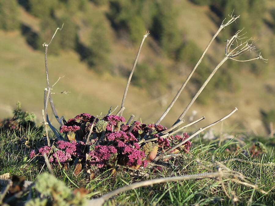 Columbia desert parsley (Lomatium columbianum) [Mill Creek Ridge Preserve, Wasco County, Oregon]
