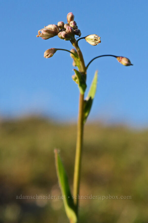 fringe-pod flowers (Thysanocarpus curvipes) [Mill Creek Ridge Preserve, Wasco County, Oregon]