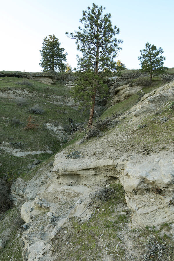 Missoula Flood deposits? [Mill Creek Ridge Preserve, Wasco County, Oregon]