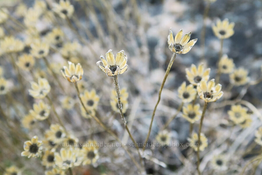 last year's Oregon sunshine (Eriophyllum lanatum) [Mill Creek Ridge Preserve, Wasco County, Oregon]