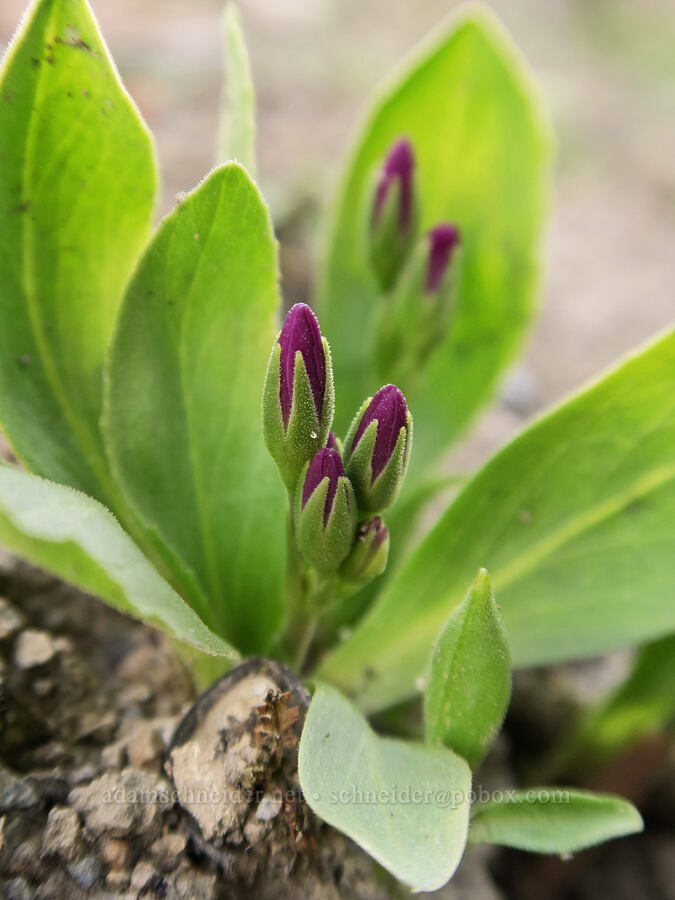 poet's shooting stars, budding (Dodecatheon poeticum (Primula poetica)) [Mill Creek Ridge Preserve, Wasco County, Oregon]