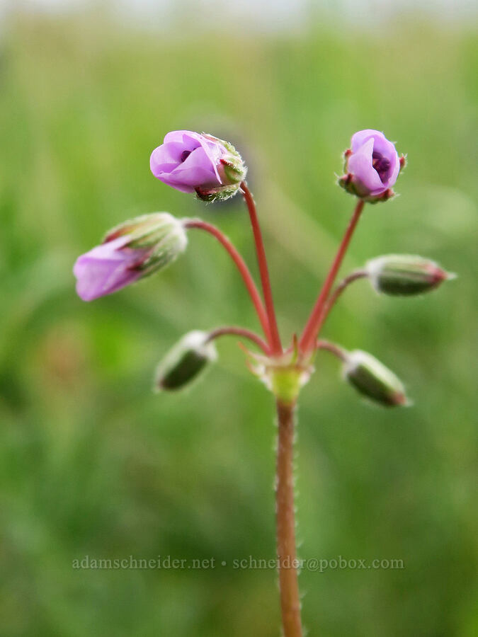 long-beaked filaree (Erodium botrys) [Agate Desert Preserve, Jackson County, Oregon]