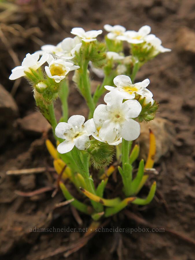 popcorn flower (Plagiobothrys sp.) [Agate Desert Preserve, Jackson County, Oregon]