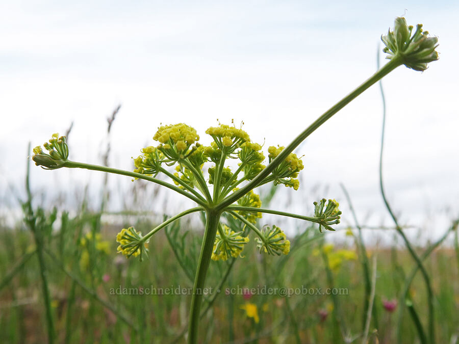 Cook's desert parsley (Lomatium cookii) [Agate Desert Preserve, Jackson County, Oregon]