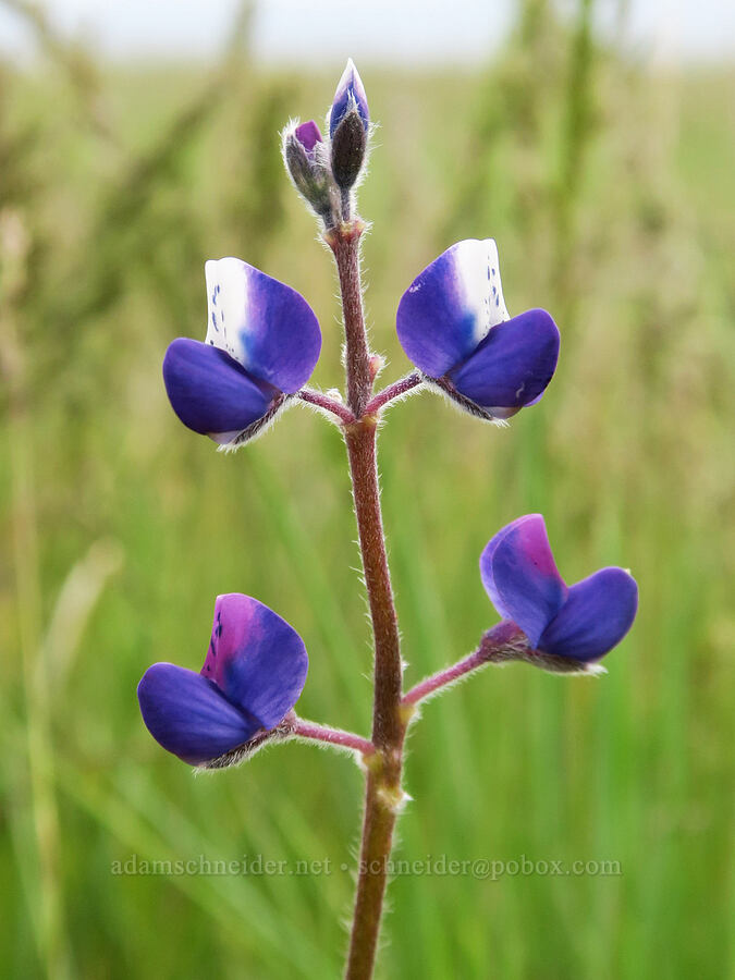 miniature lupine (Lupinus bicolor) [Agate Desert Preserve, Jackson County, Oregon]