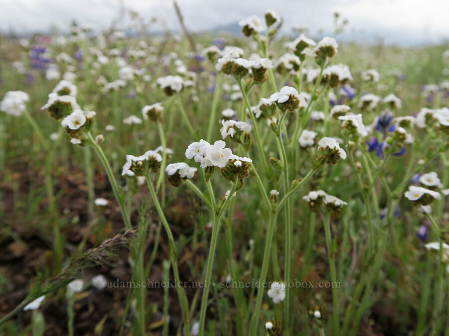 rusty popcorn flower (Plagiobothrys nothofulvus) [Agate Desert Preserve, Jackson County, Oregon]