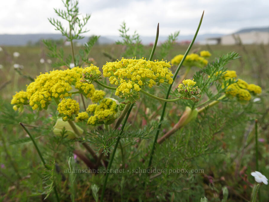 common desert parsley (spring-gold) (Lomatium utriculatum) [Agate Desert Preserve, Jackson County, Oregon]