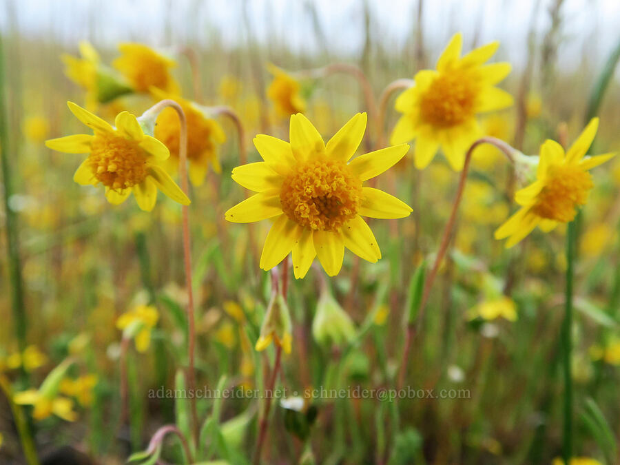 California gold-fields (Lasthenia californica) [Agate Desert Preserve, Jackson County, Oregon]