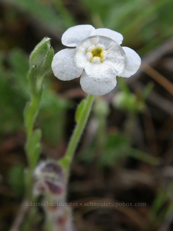 slender popcorn flower (and a raindrop) (Plagiobothrys tenellus) [Agate Desert Preserve, Jackson County, Oregon]