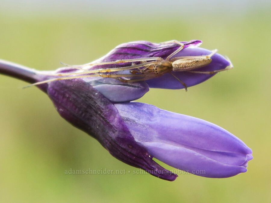 stretch spider on blue dicks (Tetragnatha sp., Dipterostemon capitatus (Dichelostemma capitatum)) [Agate Desert Preserve, Jackson County, Oregon]