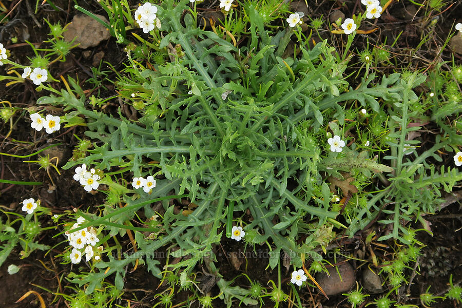 a basal rosette & popcorn flower (Plagiobothrys sp.) [Agate Desert Preserve, Jackson County, Oregon]