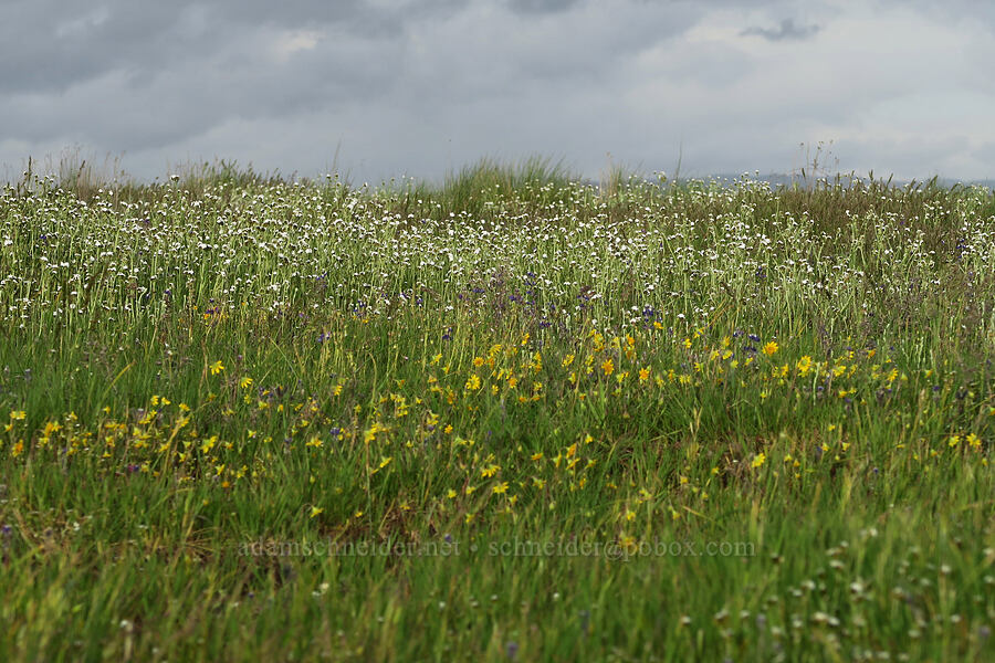 wildflowers [Agate Desert Preserve, Jackson County, Oregon]