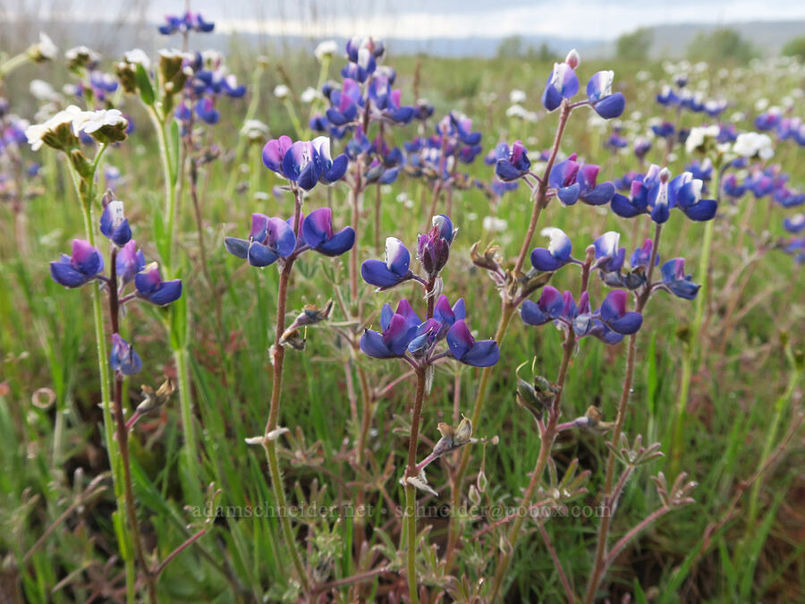 miniature lupines & popcorn flower (Lupinus bicolor, Plagiobothrys sp.) [Agate Desert Preserve, Jackson County, Oregon]