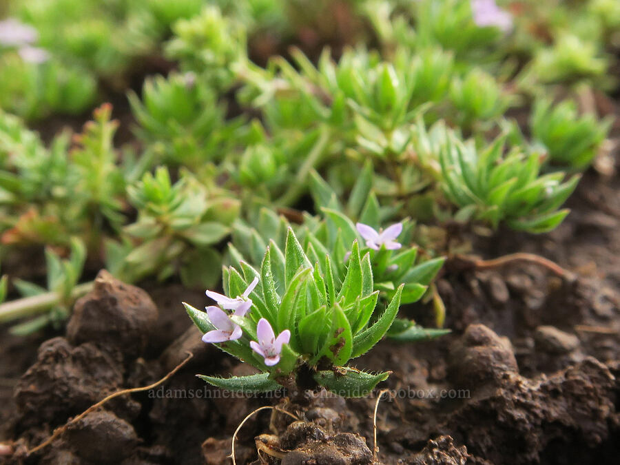 blue field-madder (Sherardia arvensis) [Agate Desert Preserve, Jackson County, Oregon]