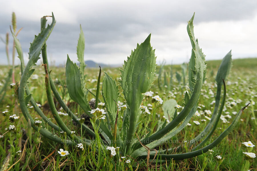 coyote-thistle leaves (Eryngium petiolatum) [Agate Desert Preserve, Jackson County, Oregon]