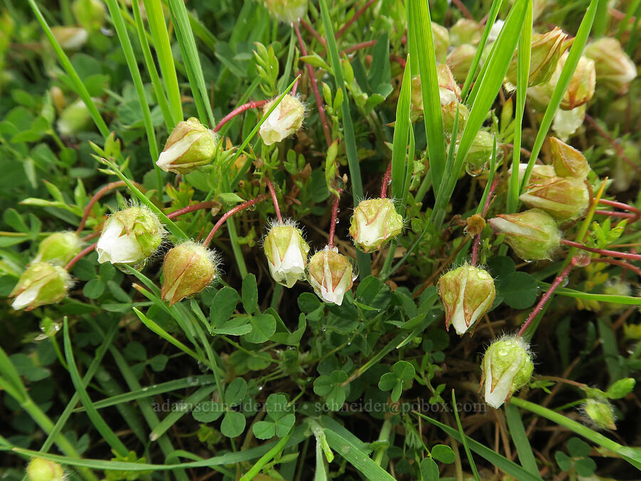 large-flowered woolly meadow-foam (Limnanthes pumila ssp. grandiflora (Limnanthes floccosa ssp. grandiflora)) [Agate Desert Preserve, Jackson County, Oregon]