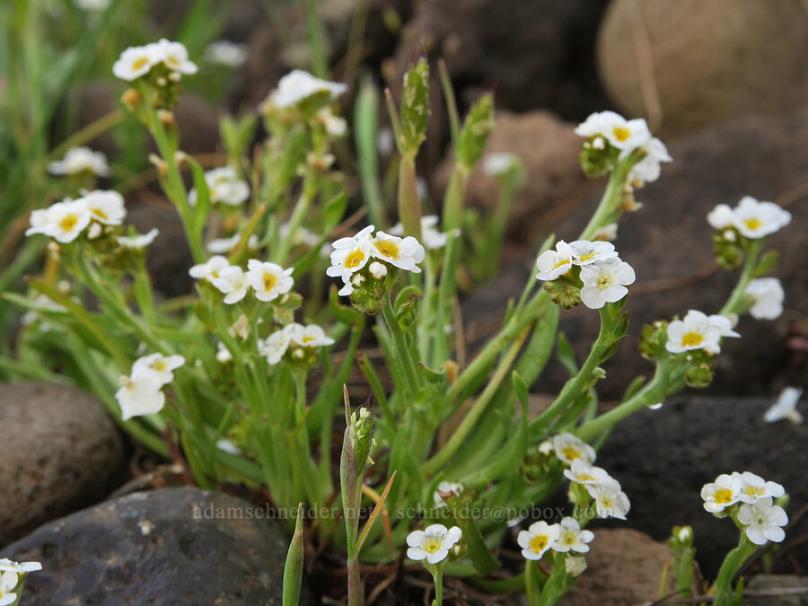 popcorn flower (Plagiobothrys sp.) [Agate Desert Preserve, Jackson County, Oregon]